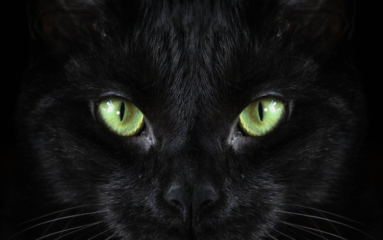 черный кот, black cat
