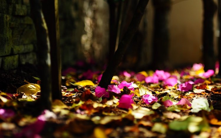 цветы, листья, размытость, боке, flowers, leaves, blur, bokeh