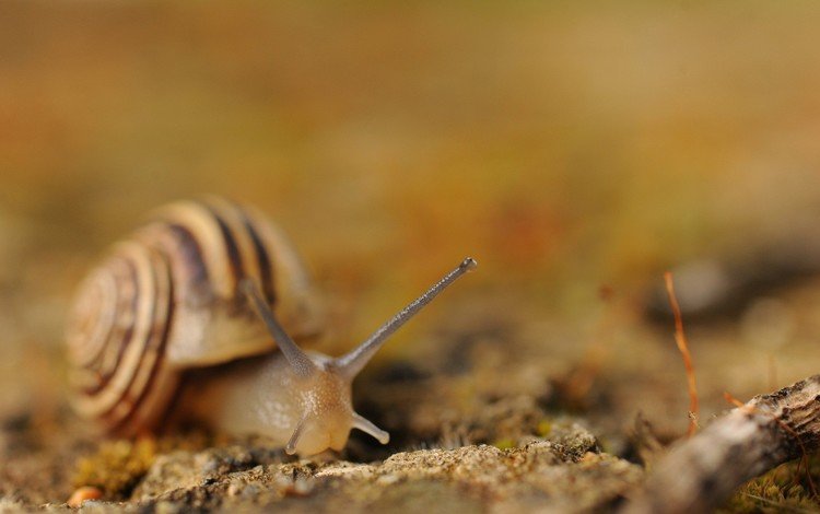 улитка, snail