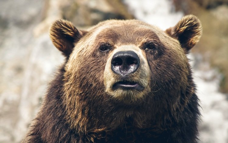 медведь, bear