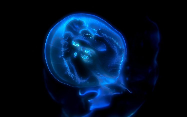 медуза, medusa