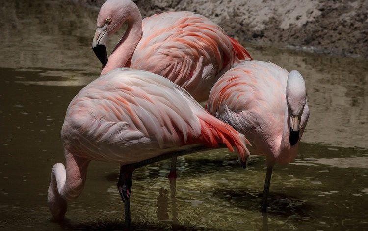 фламинго, flamingo