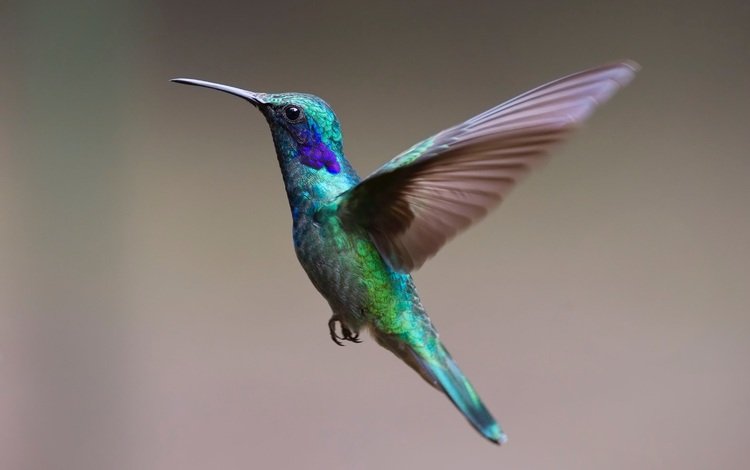 колибри, hummingbird