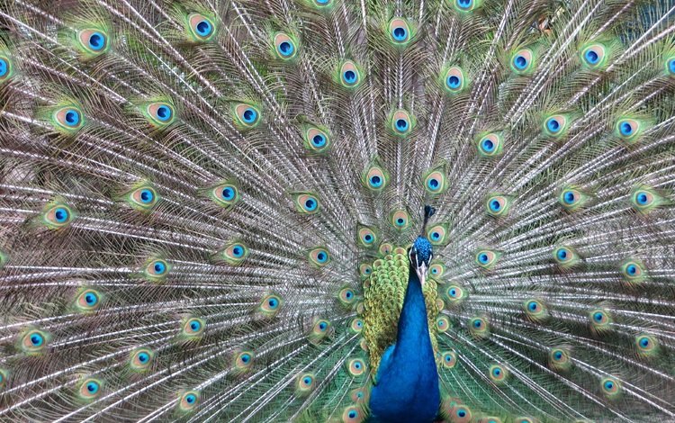 павлин, peacock