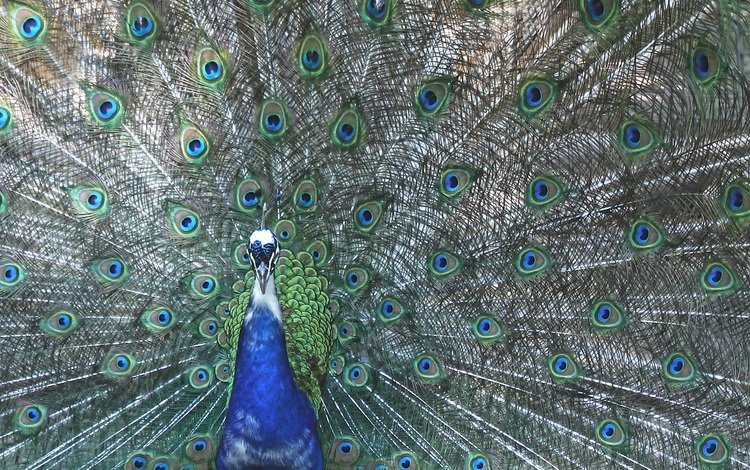 павлин, peacock