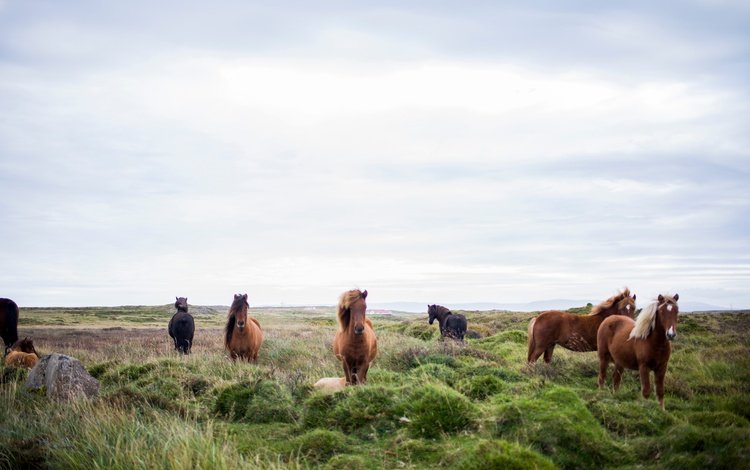 лошади, пастбище, horse, pasture