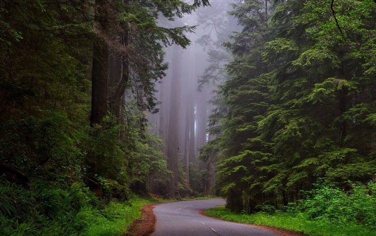 дорога, лес, пейзаж, туман, калифорния, национальный парк, road, forest, landscape, fog, ca, national park