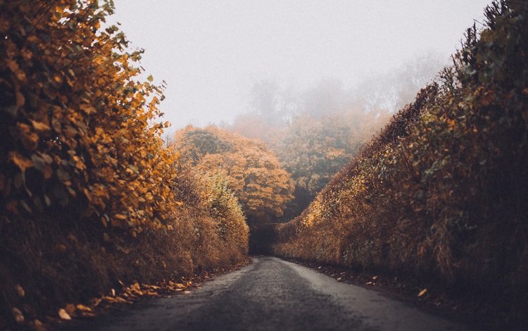 дорога, лес, листья, пейзаж, туман, осень, road, forest, leaves, landscape, fog, autumn