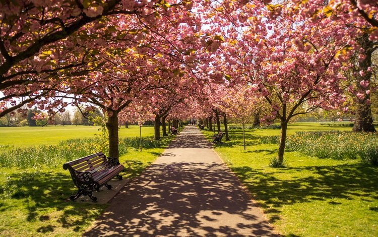 цветение, парк, тень, весна, скамейка, солнечный свет, flowering, park, shadow, spring, bench, sunlight