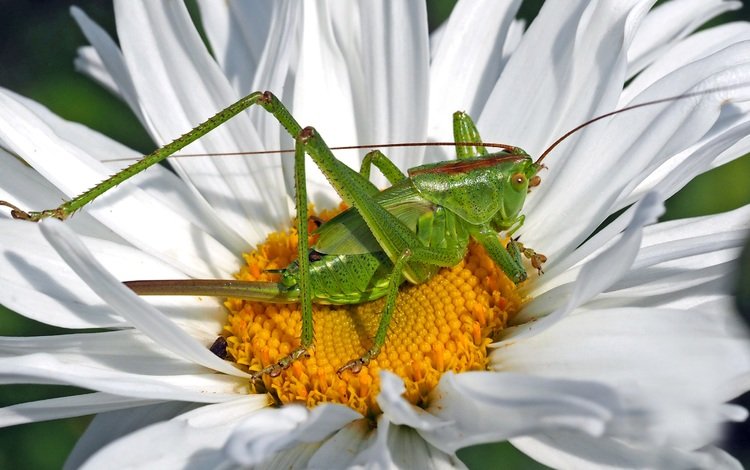 зелёный, макро, насекомое, цветок, лепестки, ромашка, кузнечик, green, macro, insect, flower, petals, daisy, grasshopper