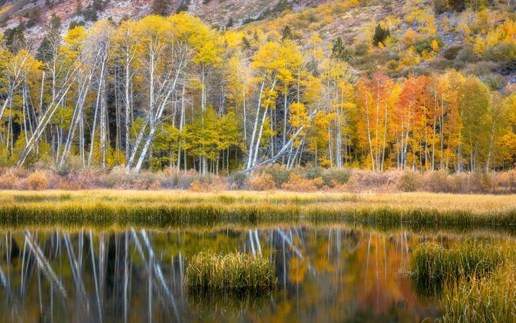 берег, лес, отражение, осень, водоем, shore, forest, reflection, autumn, pond