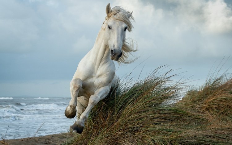 лошадь, трава, берег, море, конь, грива, скачет, копыта, horse, grass, shore, sea, mane, jump, hooves