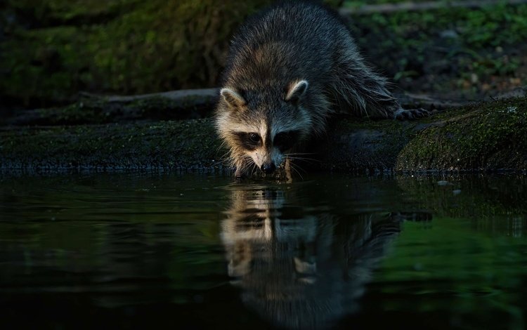 берег, отражение, водоем, бревно, енот, shore, reflection, pond, log, raccoon