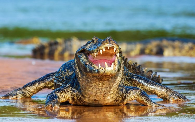 берег, водоем, крокодил, пасть, shore, pond, crocodile, mouth