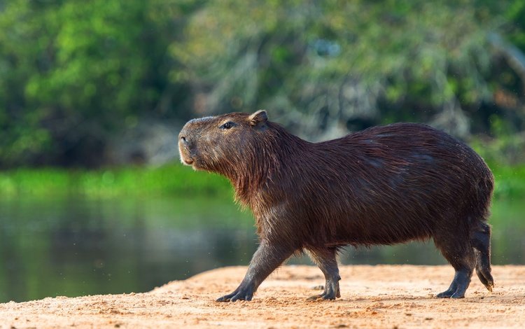 берег, водоем, профиль, прогулка, капибара, shore, pond, profile, walk, the capybara