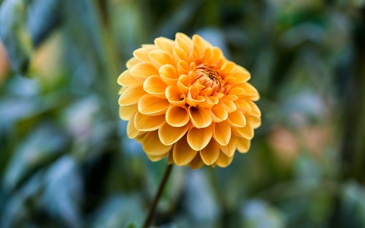 цветок, жёлтая, георгина, боке, размытый фон, flower, yellow, dahlia, bokeh, blurred background