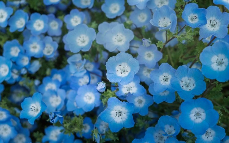 цветы, голубые, немофила, flowers, blue, nemophila