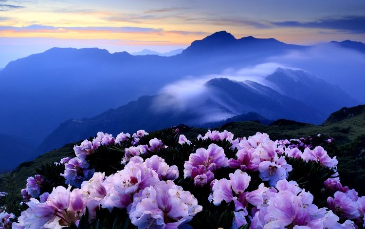 цветы, рододендроны, горы, холмы, туман, кусты, розовые, синева, азалия, flowers, rhododendrons, mountains, hills, fog, the bushes, pink, blue, azalea