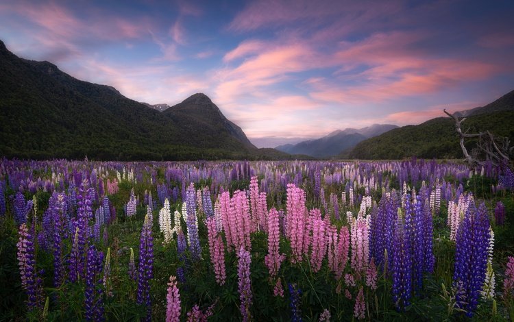 цветы, горы, луг, новая зеландия, люпины, flowers, mountains, meadow, new zealand, lupins
