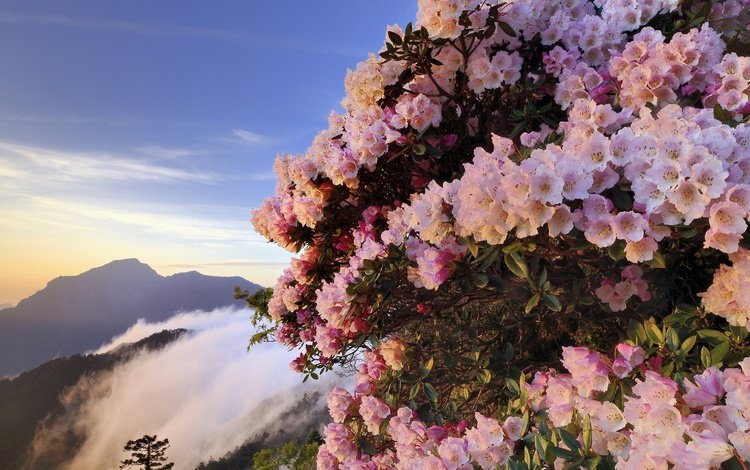 цветы, горы, туман, кусты, розовые, азалия, рододендроны, flowers, mountains, fog, the bushes, pink, azalea, rhododendrons