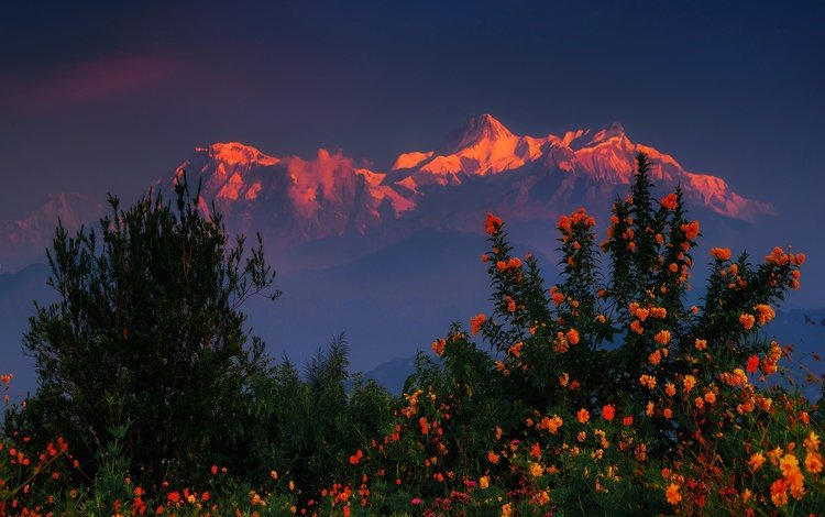 цветы, горы, закат, кусты, гималаи, непал, flowers, mountains, sunset, the bushes, the himalayas, nepal