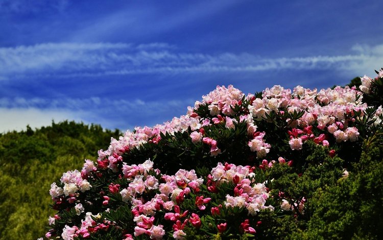 цветы, холмы, синева, азалия, рододендроны, flowers, hills, blue, azalea, rhododendrons
