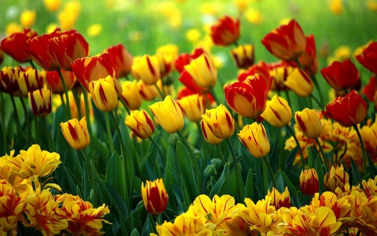 цветы, красные, тюльпаны, яркие, желтые, клумба, разные, боке, flowers, red, tulips, bright, yellow, flowerbed, different, bokeh