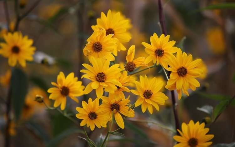 цветы, куст, желтые, боке, flowers, bush, yellow, bokeh