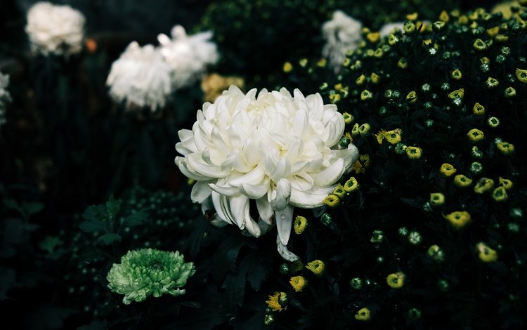 цветы, кусты, темный фон, белые, желтые, хризантемы, клумба, flowers, the bushes, the dark background, white, yellow, chrysanthemum, flowerbed