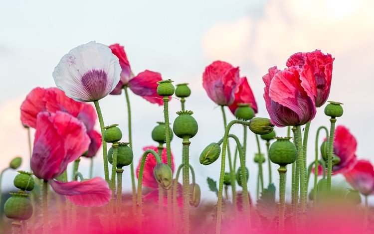 цветы, маки, розовые, светлый фон, маковое поле, flowers, maki, pink, light background, poppy field