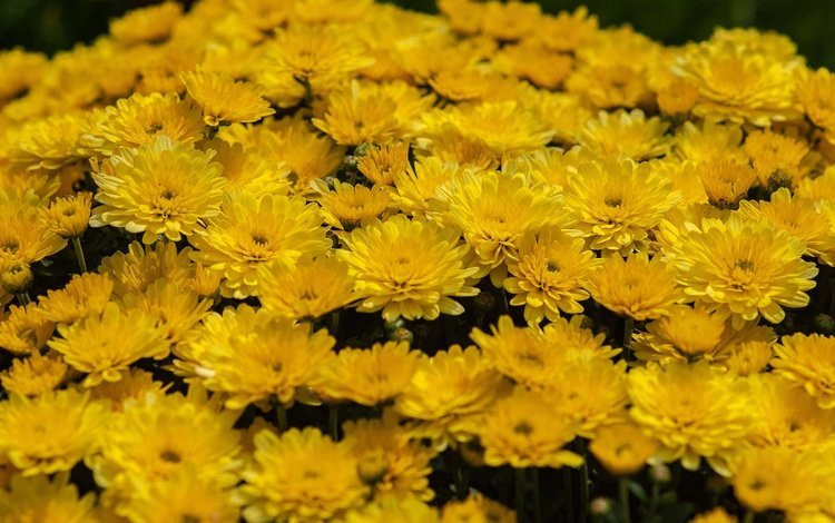 цветы, много, желтые, хризантемы, клумба, flowers, a lot, yellow, chrysanthemum, flowerbed