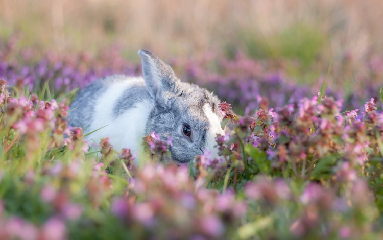 цветы, боке, мордочка, лето, взгляд, поляна, кролик, заяц, зайчик, flowers, bokeh, muzzle, summer, look, glade, rabbit, hare, bunny