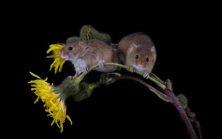 цветы, парочка, черный фон, мышь, мыши, полевка, мышки, мышь-малютка, flowers, a couple, black background, mouse, vole, the mouse is tiny