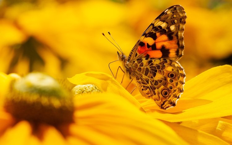 цветы, природа, макро, насекомое, бабочка, желтые, боке, рудбекия, flowers, nature, macro, insect, butterfly, yellow, bokeh, rudbeckia