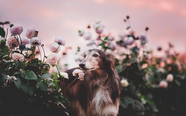 цветы, природа, собака, flowers, nature, dog