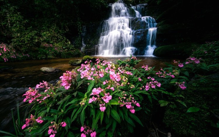 цветы, река, водопад, тайланд, каскад, flowers, river, waterfall, thailand, cascade