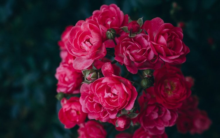 цветы, розы, красные, темный фон, розовые, боке, розовый куст, flowers, roses, red, the dark background, pink, bokeh, rose bush