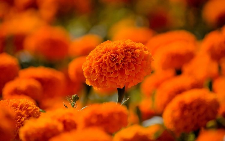 цветы, сад, много, оранжевые, клумба, боке, бархатцы, flowers, garden, a lot, orange, flowerbed, bokeh, marigolds