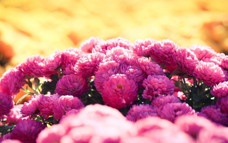 цветы, сад, розовые, куст, хризантемы, клумба, боке, flowers, garden, pink, bush, chrysanthemum, flowerbed, bokeh