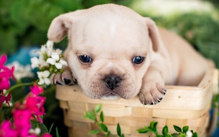 цветы, щенок, корзина, мордашка, малыш, французский бульдог, flowers, puppy, basket, face, baby, french bulldog