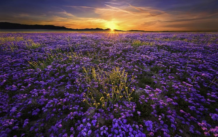 цветы, солнце, природа, закат, пейзаж, поле, flowers, the sun, nature, sunset, landscape, field