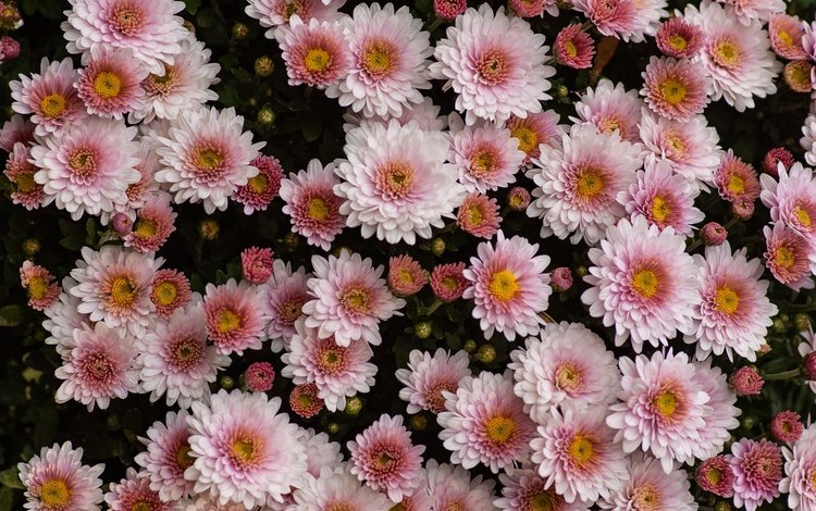цветы, темный фон, розовые, много, хризантемы, боке, flowers, the dark background, pink, a lot, chrysanthemum, bokeh