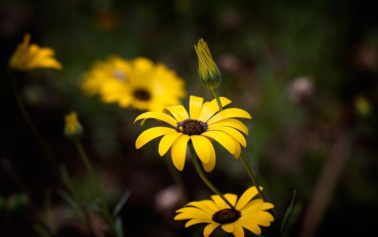 цветы, темный фон, желтые, остеоспермум, flowers, the dark background, yellow, osteospermum