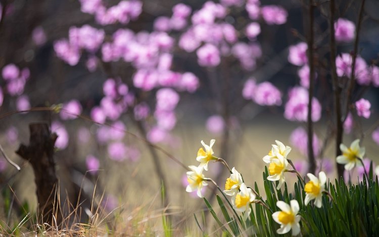 цветы, весна, нарциссы, flowers, spring, daffodils