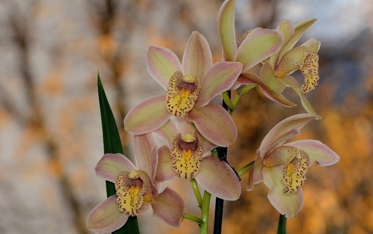 цветы, весна, орхидея, боке, flowers, spring, orchid, bokeh