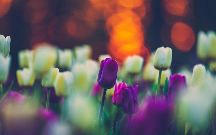 цветы, весна, тюльпаны, клумба, flowers, spring, tulips, flowerbed