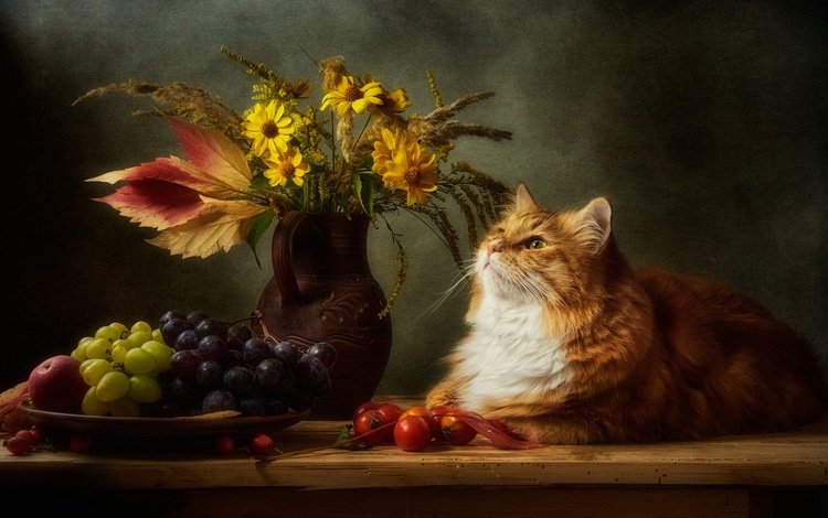 цветы, кувшин, виноград, помидоры, кот, натюрморт, кошка, взгляд, темный фон, букет, мордашка, рыжий, red, flowers, pitcher, grapes, tomatoes, cat, still life, look, the dark background, bouquet, face