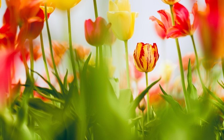 цветы, листья, красные, весна, тюльпаны, желтые, клумба, боке, flowers, leaves, red, spring, tulips, yellow, flowerbed, bokeh