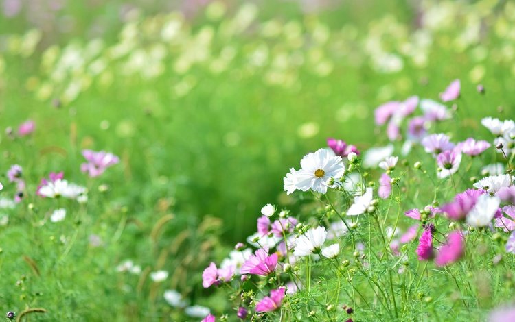 цветы, космея, зелень, поле, лето, поляна, розовые, белые, боке, flowers, kosmeya, greens, field, summer, glade, pink, white, bokeh
