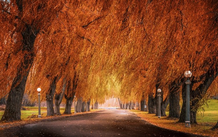 деревья, фонари, ветви, осень, аллея, trees, lights, branch, autumn, alley